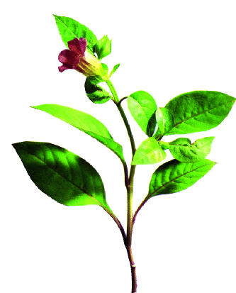 belladonna