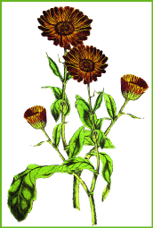 calendula